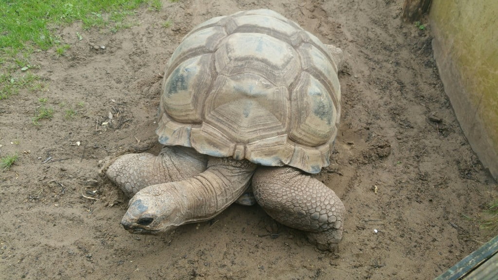 giant tortoise