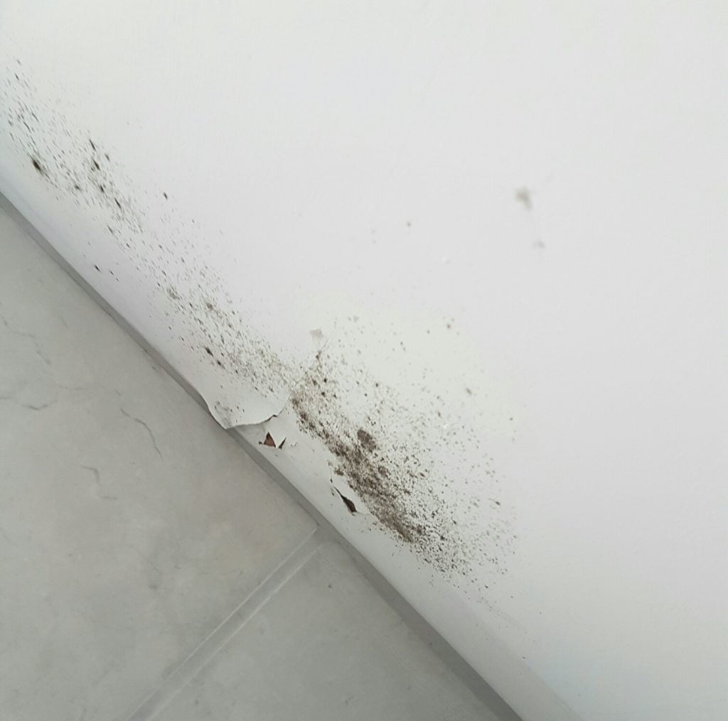 bathroom mould