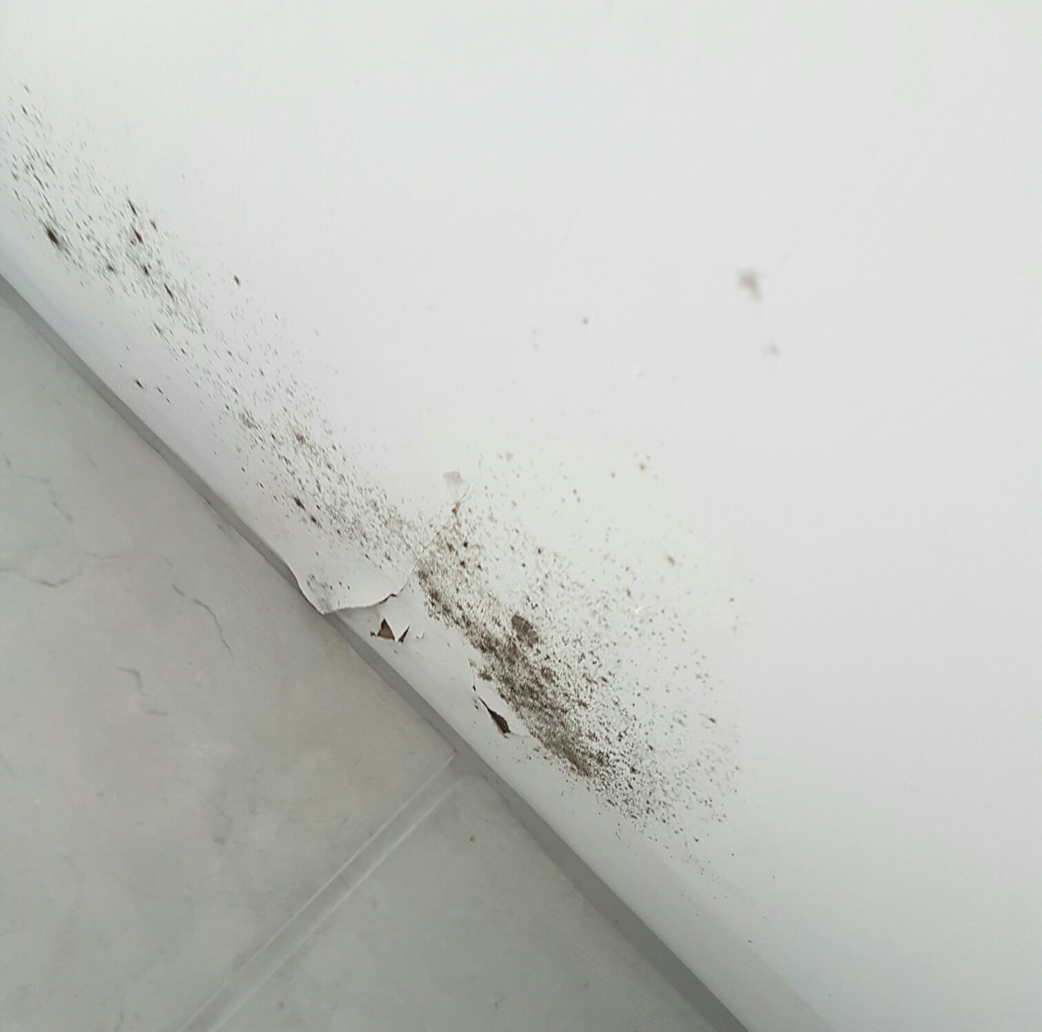 bathroom mould