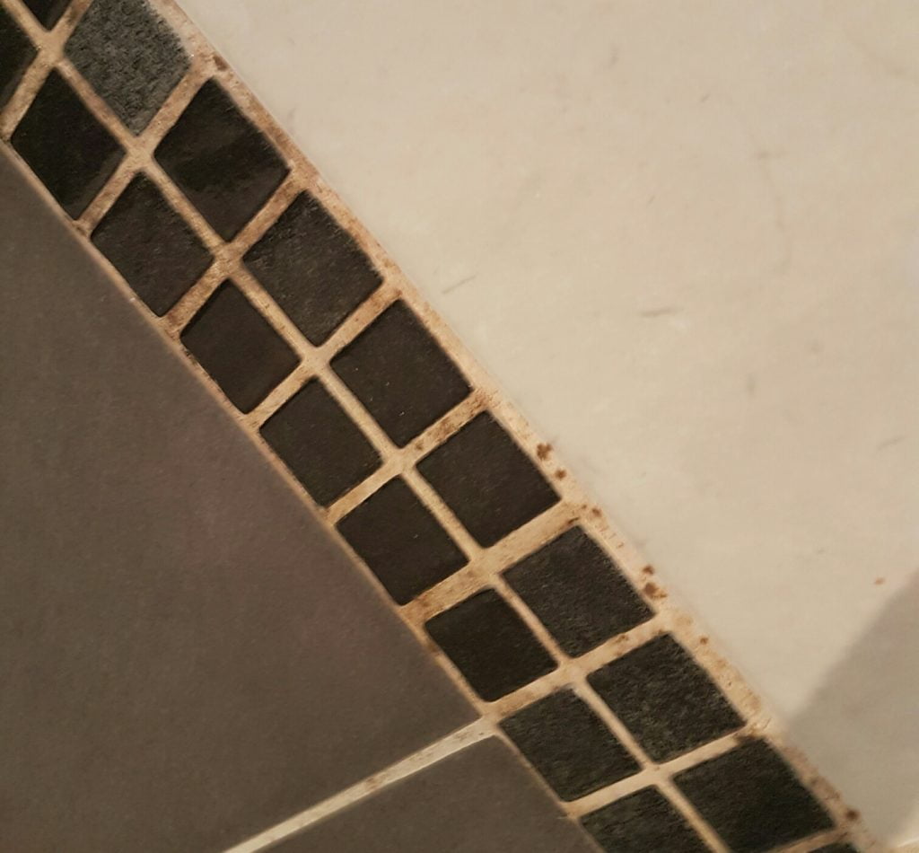 bathroom mould