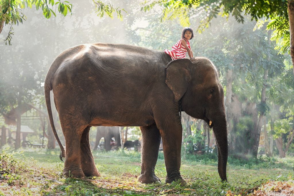 teaching children about animals