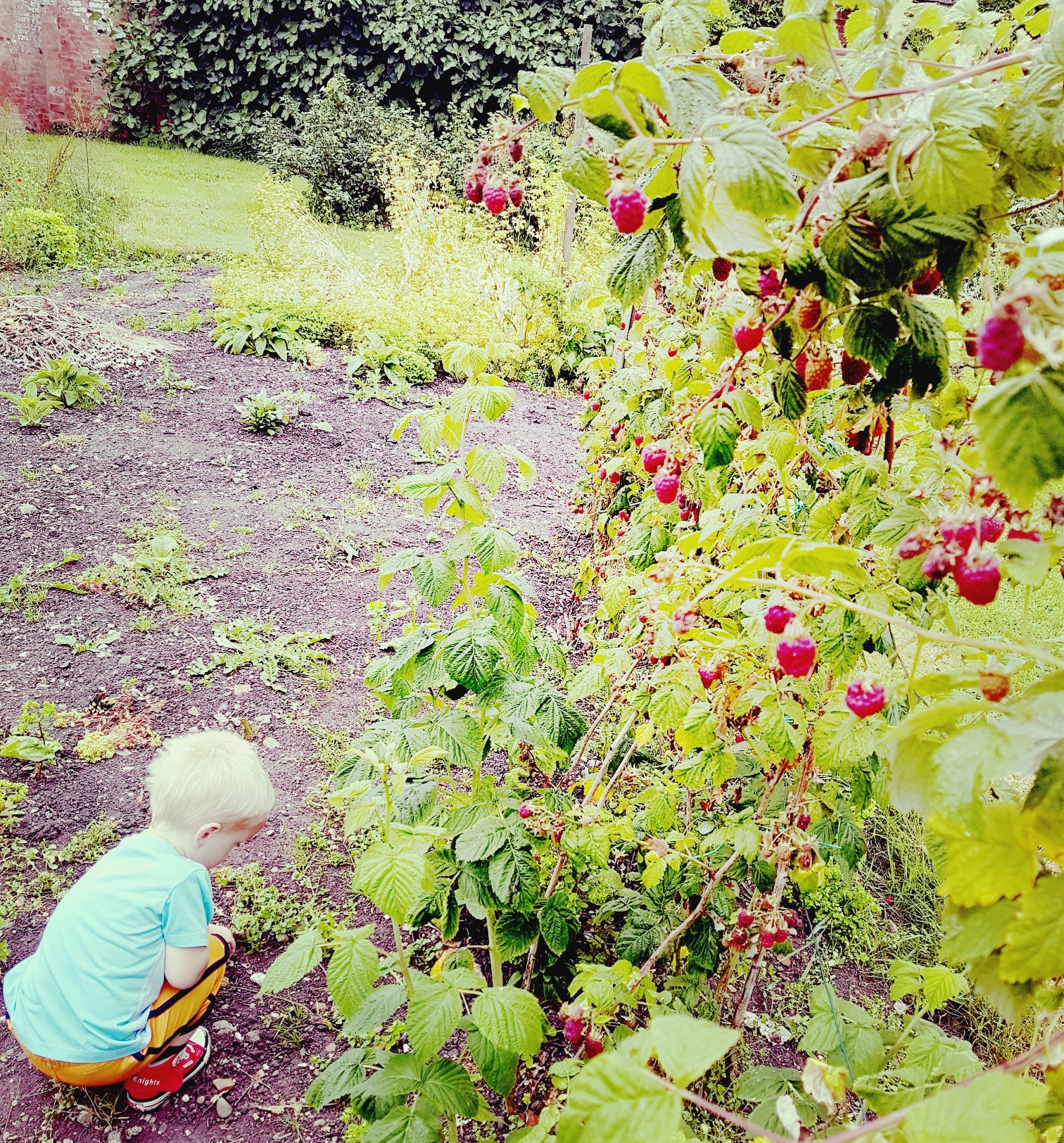 raspberries growing in the garden
