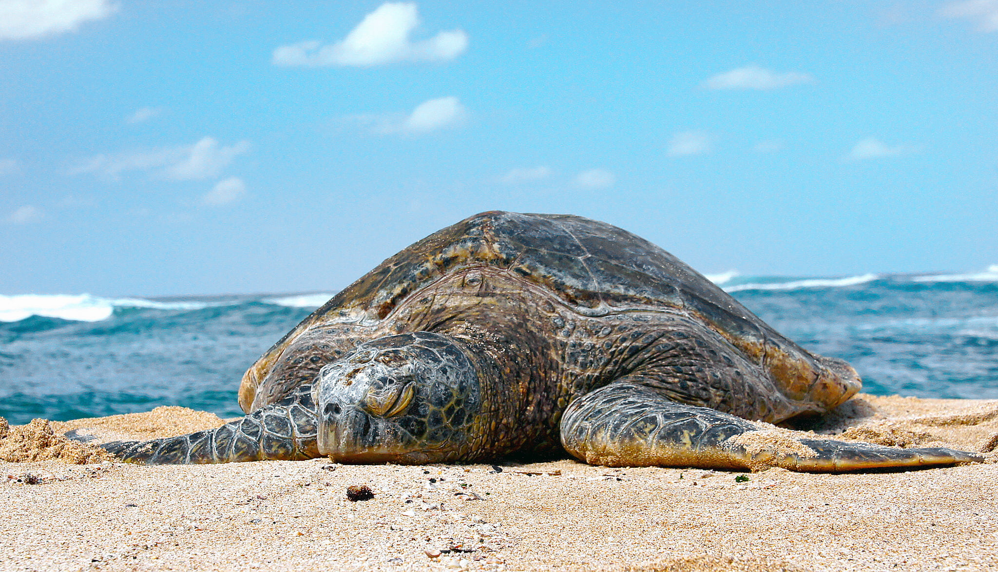 turtles in Hawaii