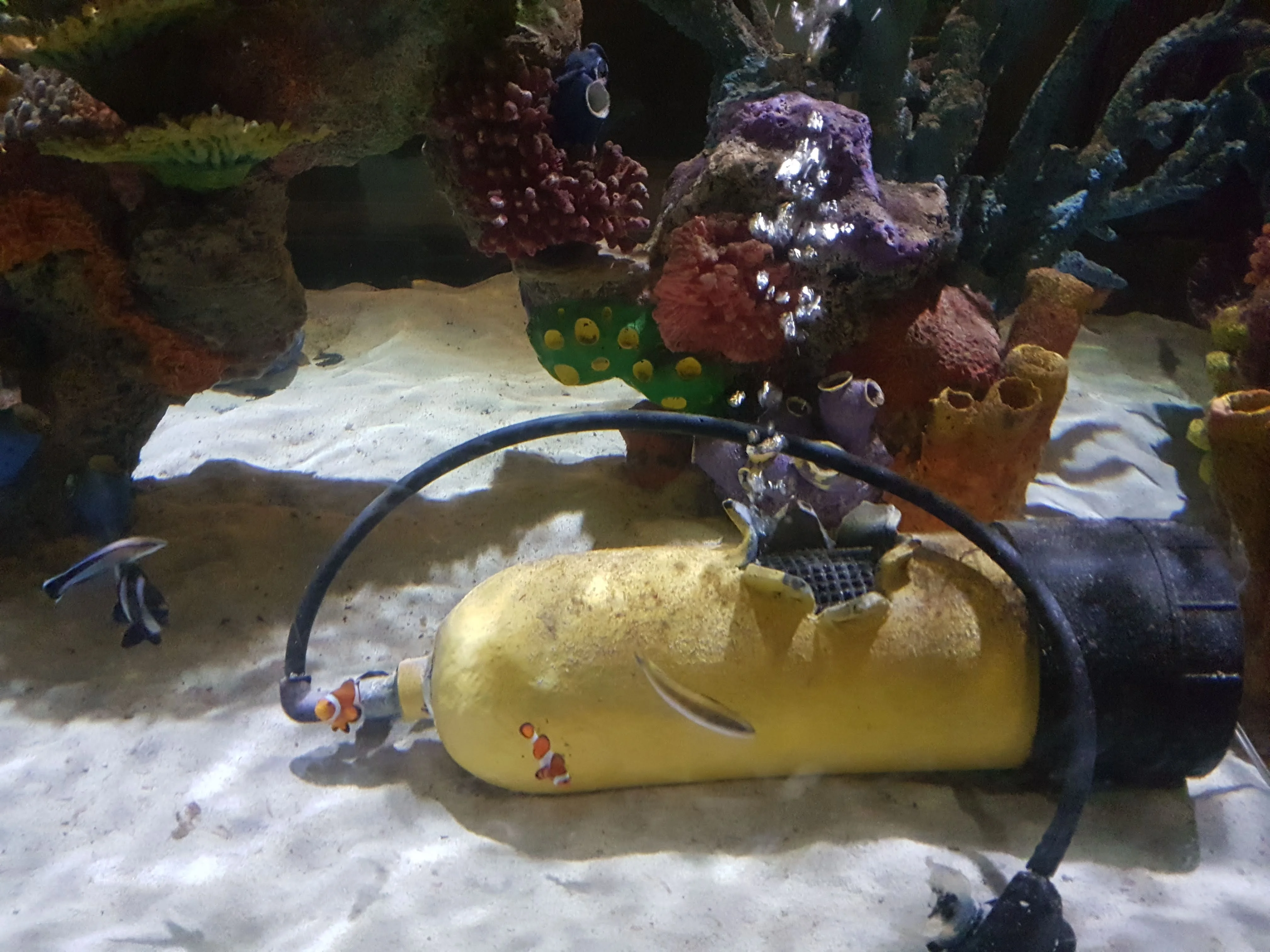 sea life Orlando