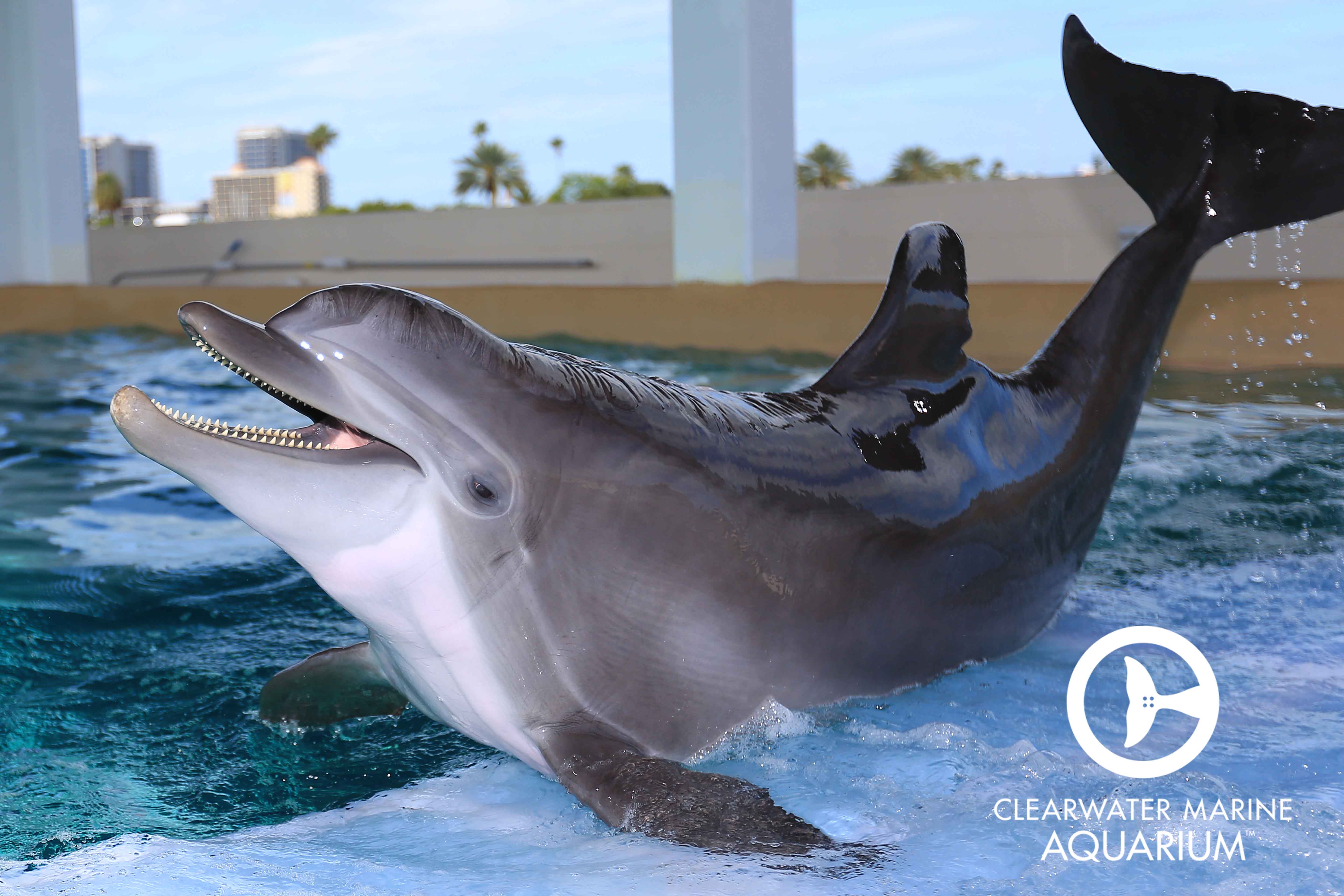 Clearwater Marine Aquarium home of Winter and Hope