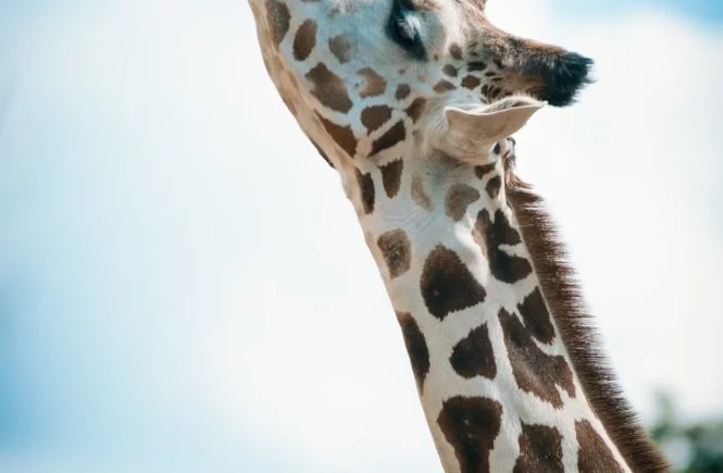 things to do in Memphis with kids