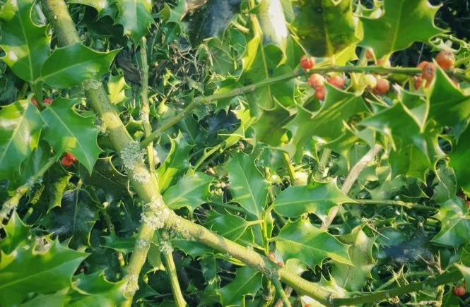 your winter garden