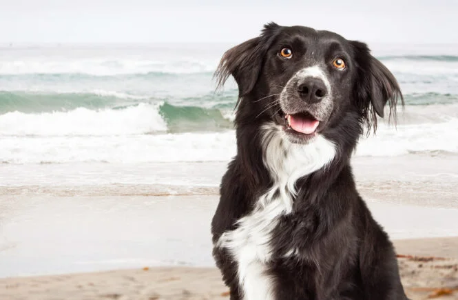 Closeup photo of a happy and smiling Border Collie dog with a beach and ocean in the background