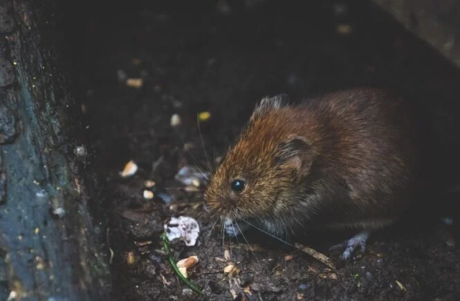 pest control in the home