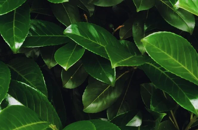 hedge plants