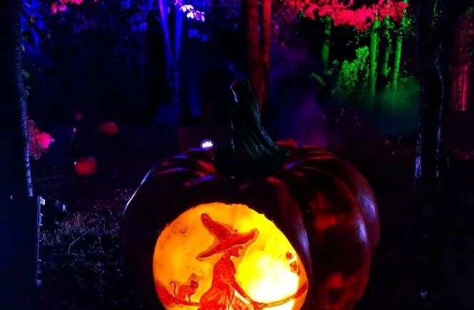 giant pumpkin