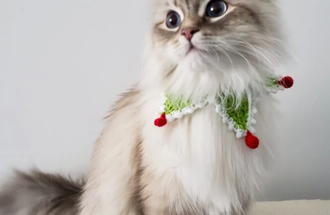cat gifts for Christmas
