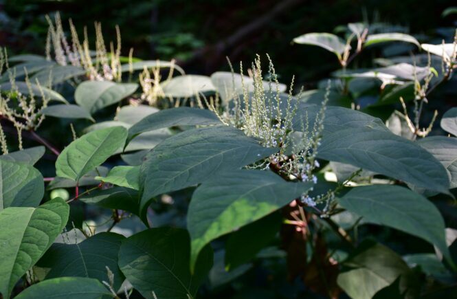 dealing with Japanese knotweed