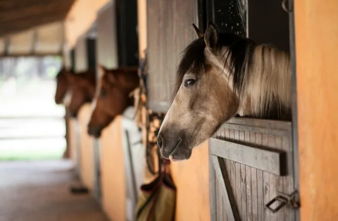 horse riding