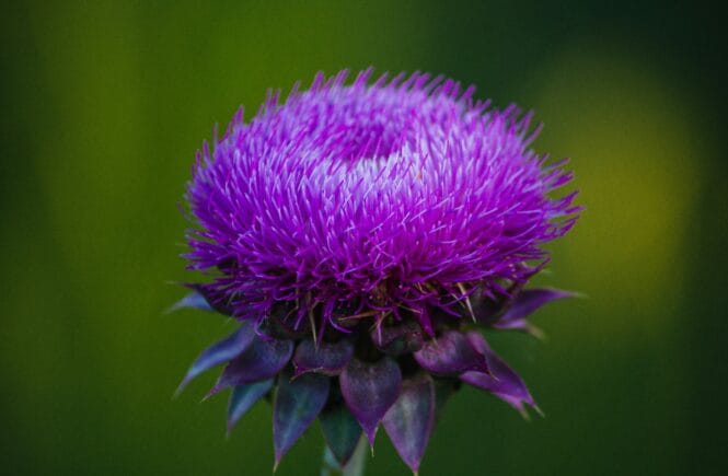 benefits of milk thistle