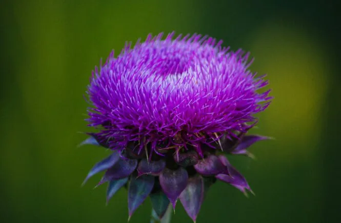 benefits of milk thistle